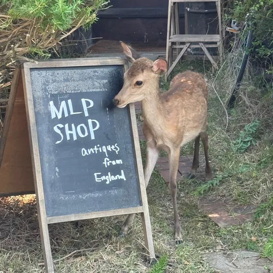 ＭＬＰショップ